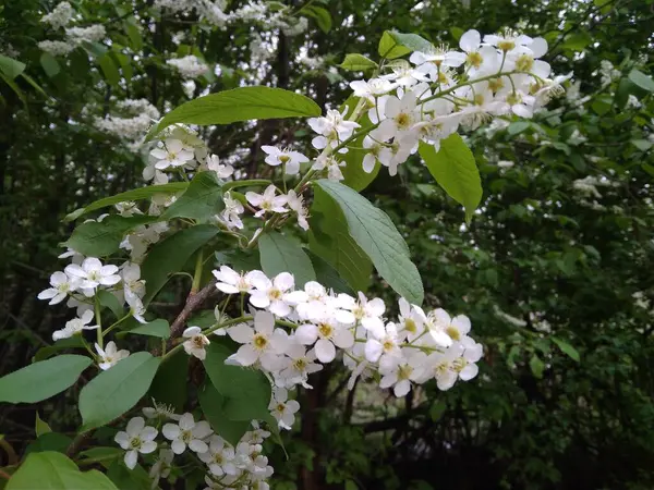 Flores Cerezo Fragantes Blancas Primavera Árbol Bosque —  Fotos de Stock