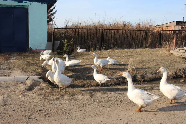 Gansos Domésticos Blancos Una Bandada Aves Caminan Patio Pueblo Cerca — Foto de Stock