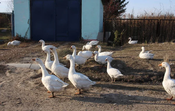 Gansos Domésticos Blancos Una Bandada Aves Caminan Patio Pueblo Cerca — Foto de Stock