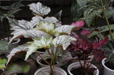 Süslü yaprakları olan dikenli yeşil bitki. Zehirli.