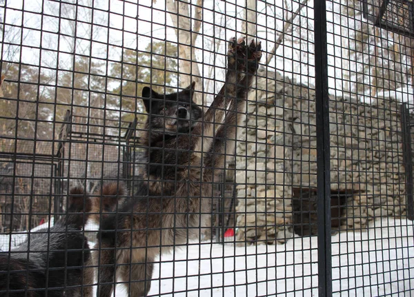 Anjing Serigala Liar Agresif Dalam Kandang Balik Jeruji Menjebak Hewan — Stok Foto