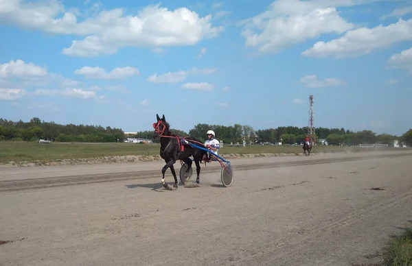 Rusland Novosibirsk 2019 Ruiter Jockey Rijdt Paard Het Circuit — Stockfoto