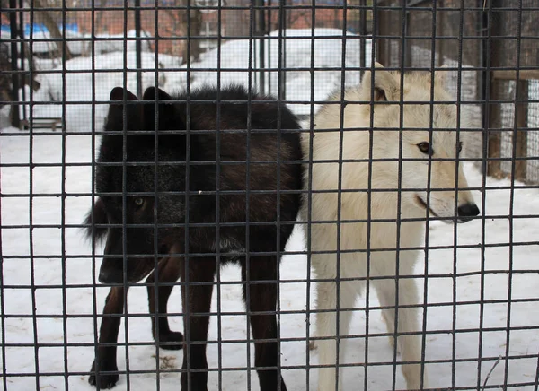 Dos Perros Salvajes Agresivos Una Jaula Tras Las Rejas Atrapando — Foto de Stock