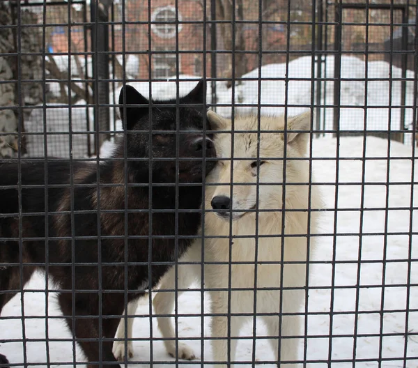 two wild dogs aggressive in a cage behind bars catching animals in the kennel wolves