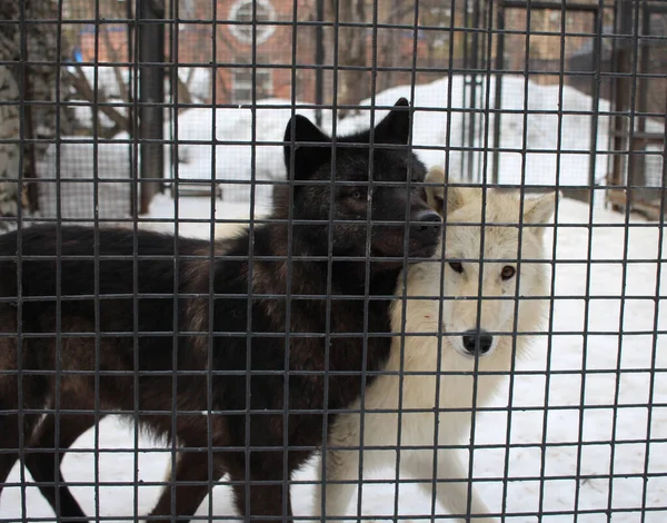 Dos Perros Salvajes Agresivos Una Jaula Tras Las Rejas Atrapando — Foto de Stock