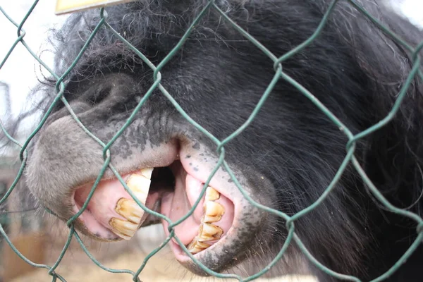 the horse\'s teeth chewing on the bars of the fence, the animal aggressively bites