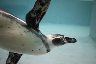 Bir penguen suyun altına dalıyor bir deniz hayvanı havuzda yüzüyor