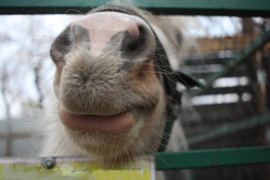 Bir at, komik bir çiftlik hayvanının çitlerine ağızlık takmış.