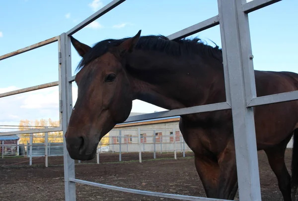 Cavalo Enfiou Seu Focinho Através Uma Cerca Uma Fazenda Animal — Fotografia de Stock