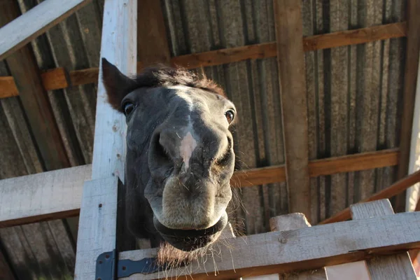一匹马在农场里的一只有趣的动物上穿过栅栏 把它的嘴塞住了 — 图库照片
