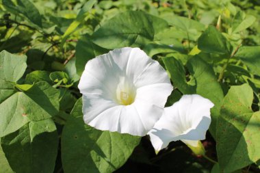 Parlak beyaz çiçek vahşi Liana bitkisi ormanda yetişir