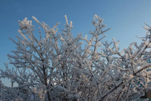 Cristais Gelo Geada Branca Macia Neve Inverno Galhos Árvore — Fotografia de Stock