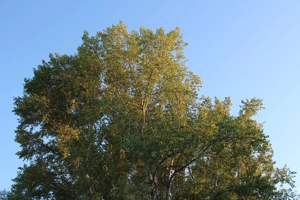 Korona Drzewa Liśćmi Gałęzi Letnim Niebie — Zdjęcie stockowe