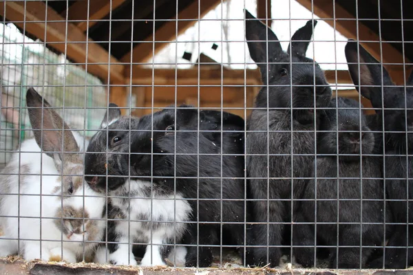 rabbits in a cage animals sit behind bars on a farm