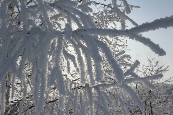 Bolyhos Fehér Fagy Jégkristályok Télen Faágakon — Stock Fotó