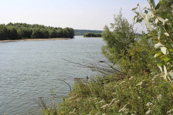 Fiume Tra Cespugli Tra Gli Alberi Sulla Riva Tranquillo Backwater — Foto Stock