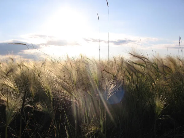 Pluizig Gras Het Veld Met Stralen Van Zon Schijnt Natuur — Stockfoto