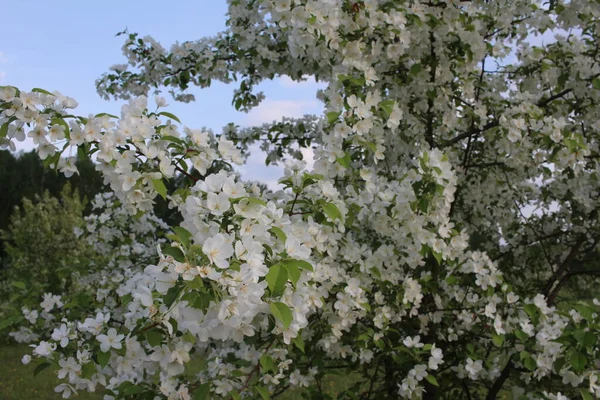 Manzanos Florecientes Con Flores Blancas Ramas Jardín Primavera —  Fotos de Stock