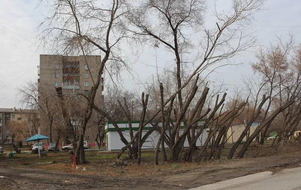 Россия Новосибирск 2019 Грязный Двор Городе Обрезанными Деревьями — стоковое фото