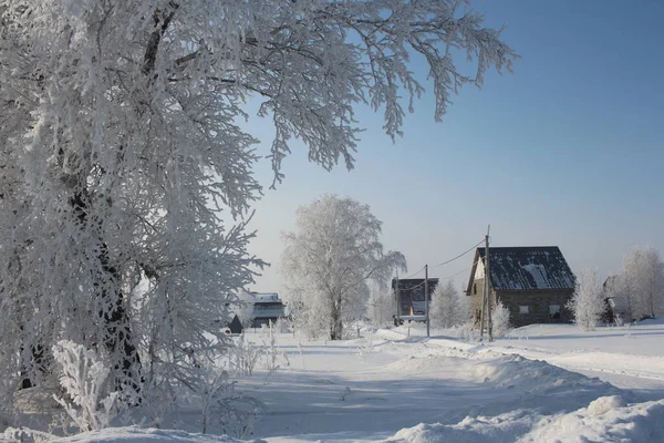 Winter Siberië Besneeuwde Witte Bomen Sneeuw Drijft Mooie Huizen Het — Stockfoto