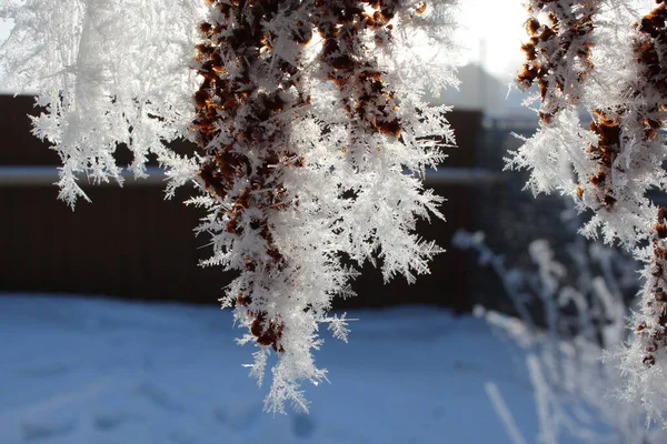 Güzel Kristaller Kışın Kar Taneleri Buzdan Koni Üzerine Makro Fotoğrafçılık — Stok fotoğraf