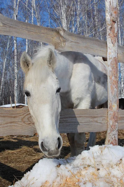 冬には白い馬が農場のパドックを歩き — ストック写真