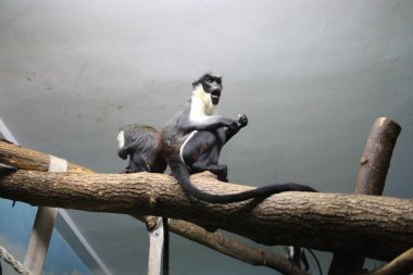 maymun şempanze bir ağaç dalı üzerinde oturuyordu.