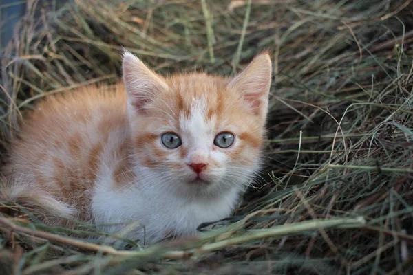 路上の干し草の中に座っている赤い毛むくじゃらの子猫 — ストック写真