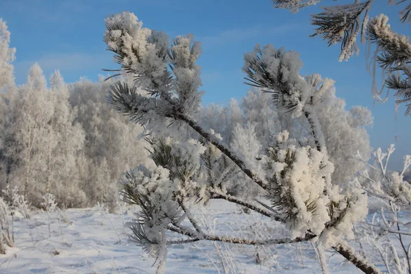 Dennenboom Tak Witte Sneeuw Winter Het Bos — Stockfoto