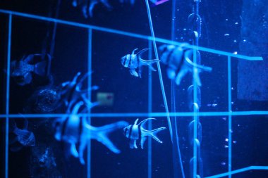 Tropikal deniz balıkları akvaryumdaki okyanusta yüzer.