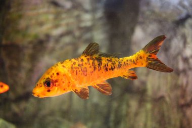 Tropikal deniz balıkları akvaryumdaki okyanusta yüzer.