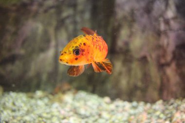 Tropikal deniz balıkları akvaryumdaki okyanusta yüzer.