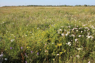 Yazın yeşillik ve çayırlık çiçeklerle kaplıdır.