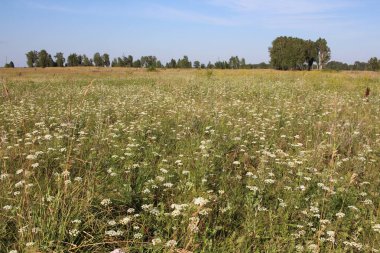 Yazın yeşillik ve çayırlık çiçeklerle kaplıdır.