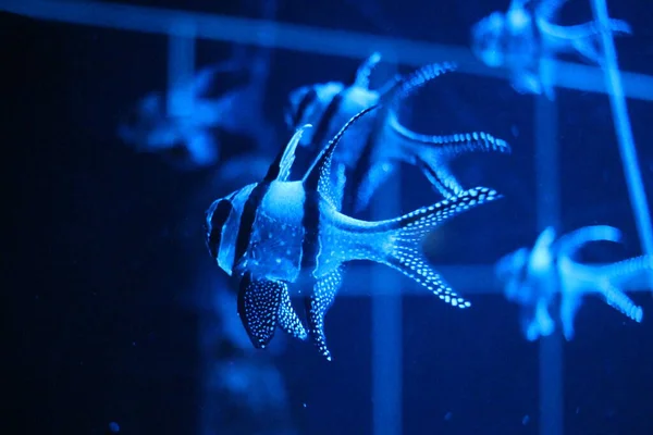 tropical sea fish swims in the ocean water in the aquarium