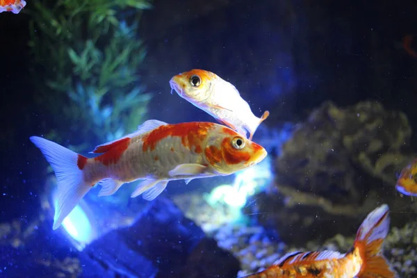 Tropikal deniz balıkları akvaryumdaki okyanusta yüzer.
