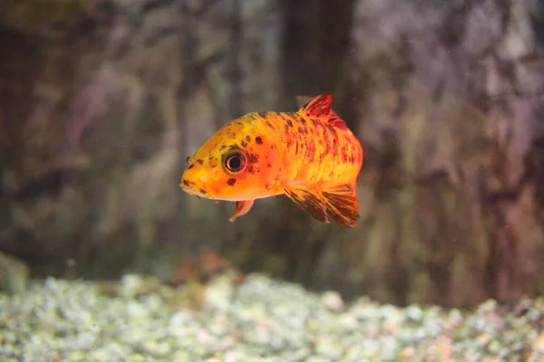 Pesci Tropicali Mare Nuotano Nell Acqua Dell Oceano Nell Acquario — Foto Stock