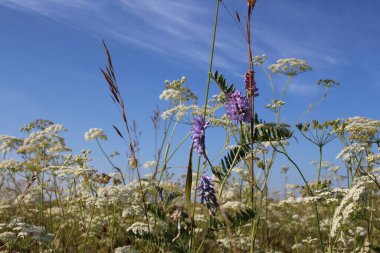 Yazın gökyüzüne karşı dalları olan bir açıklıkta bitki yetiştirmek.