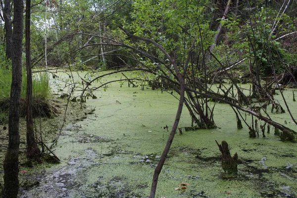 Swampy Pond Mud Swamp Quagmire Impenetrable Forest — Stock Photo, Image