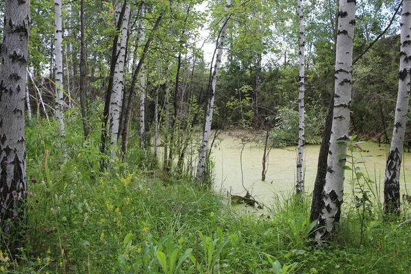 Sumpfweiher Mit Schlamm Sumpfsumpf — Stockfoto