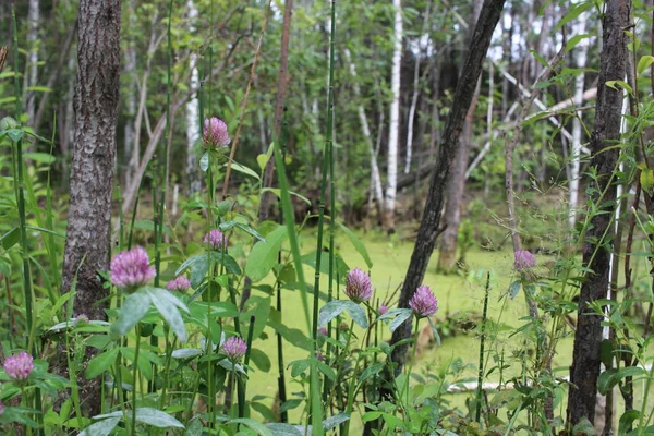 Sumpfweiher Mit Schlamm Sumpfsumpf Undurchdringlichen Wald Mit Blumen — Stockfoto