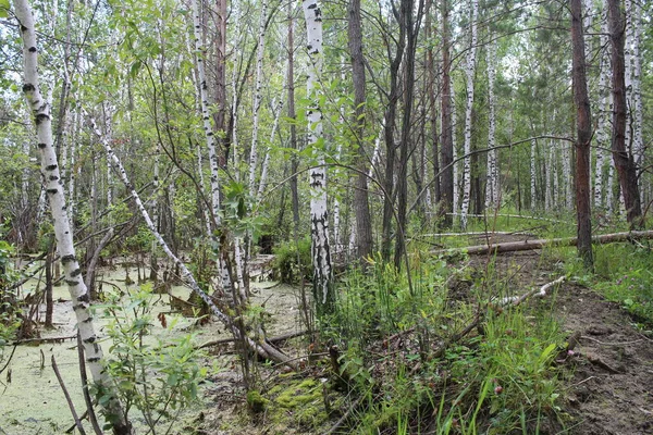 Sumpfweiher Mit Schlamm Sumpfsumpf Undurchdringlichen Wald — Stockfoto