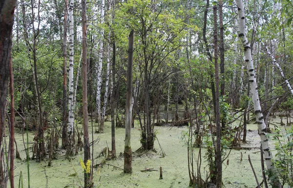 Sumpfweiher Mit Schlamm Sumpfsumpf Undurchdringlichen Wald — Stockfoto