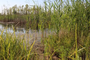 Yazın doğada balık tutmak için sahilde çimenli bir göl.