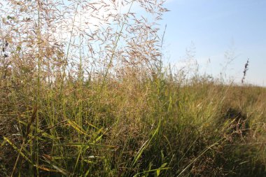 Tüylü çimenler yazın gökyüzünde çiçek açar.