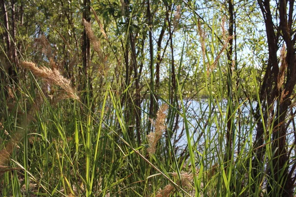 Lake Pond Grass Shore Fishing Summer Nature — стоковое фото