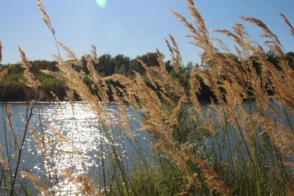 Rivière Avec Une Baie Sur Rivage Buisson Pour Pêche Été — Photo