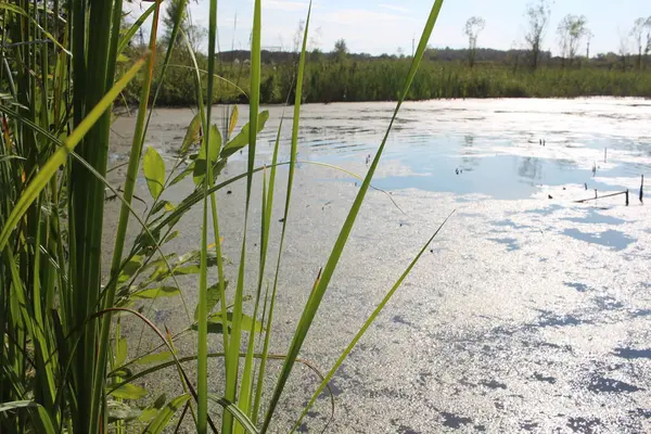 See Ein Teich Mit Gras Ufer Zum Angeln Sommer Der — Stockfoto