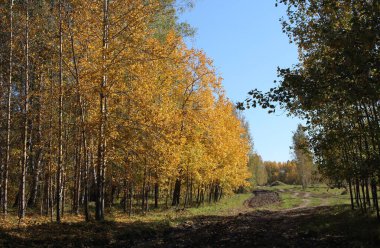 Sarı sonbahar yaprakları güneşli bir ormanda ağaç dalları üzerinde