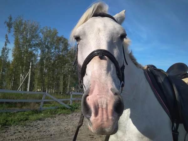 Wit Paard Een Hoofdstel Voor Paardensport — Stockfoto